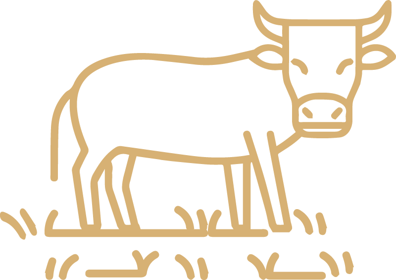 Limousin Bulle Grafik